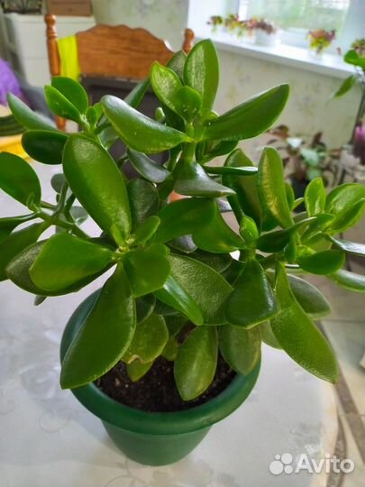 Красула толстянка- денежное дерево