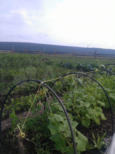 Участок 15 сот. (ИЖС)