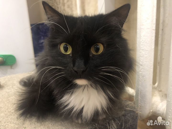 Бонечка ищет дом