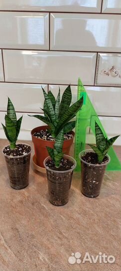 Сансевиерия Стар Минг Грин Марбл