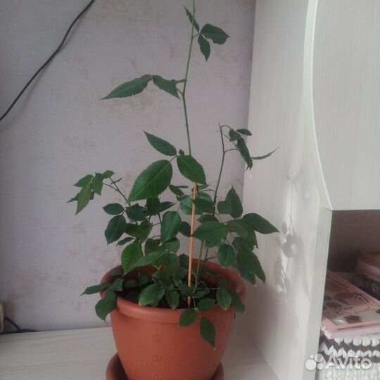 Роза комнатная