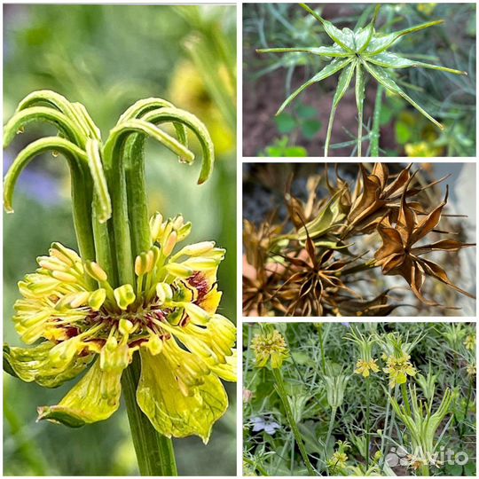 Семена сухоцветов