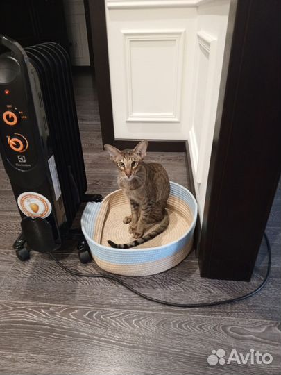 Кот Ориентал