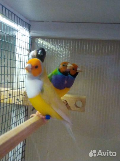 Японские, зебровые амадины