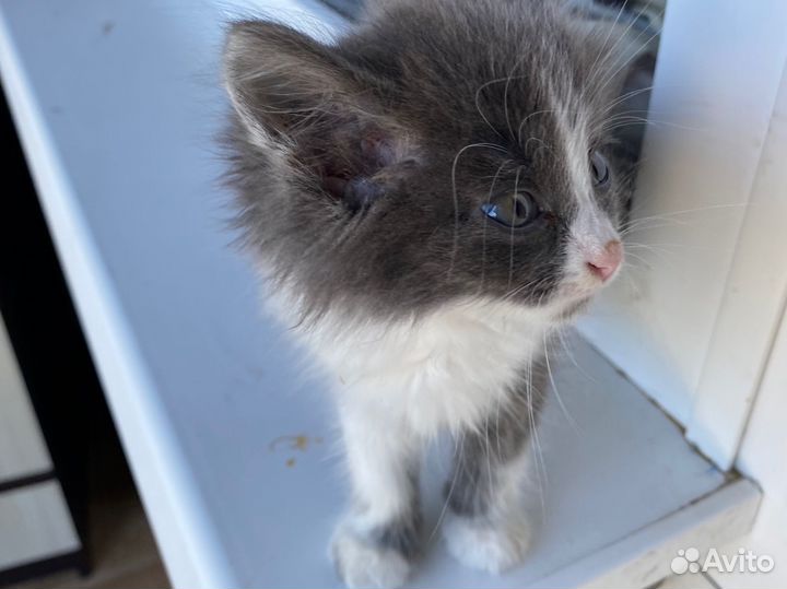 Котенок девочка в добрые руки