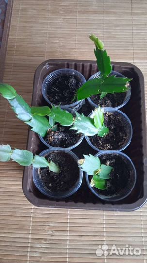 Декабрист шлюмбергер