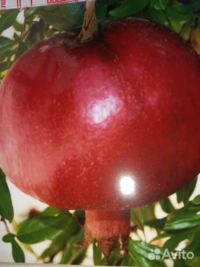 Цитрусовые растения