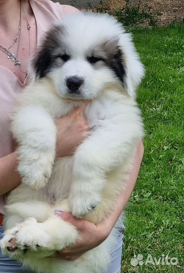 Щенки перинейской горной собаки