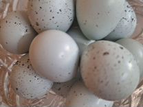 Яйца перепелок Селадон