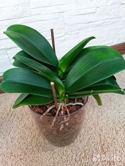 Орхидея фаленопсис