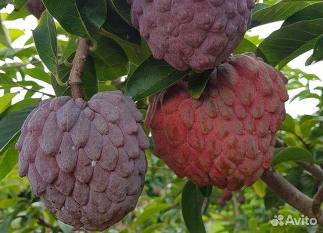 Аннона scuamosa семена