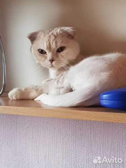 Шотландская