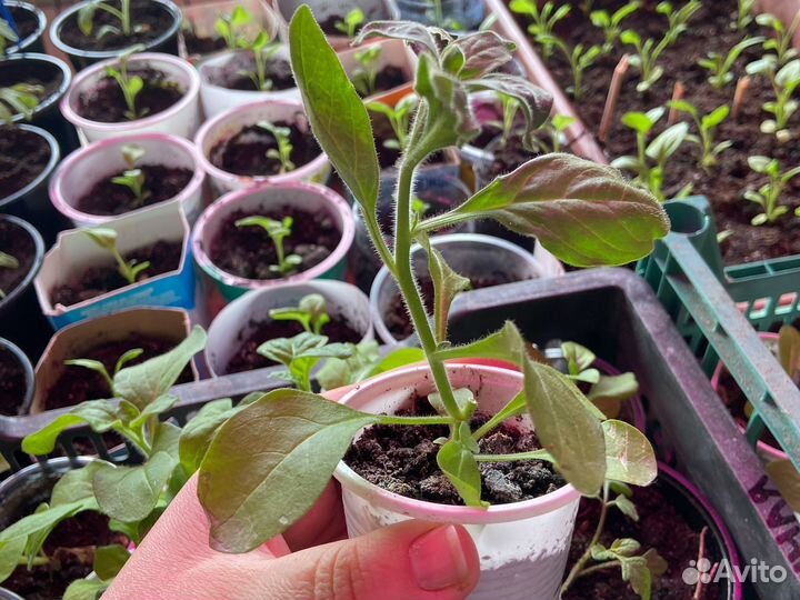 Рассада петунии