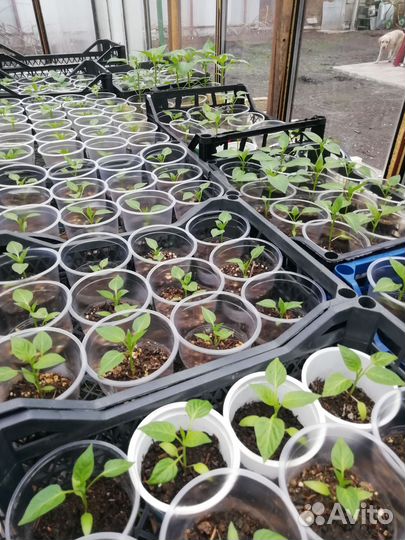 Рассада перца, баклажан, томатов, цветов