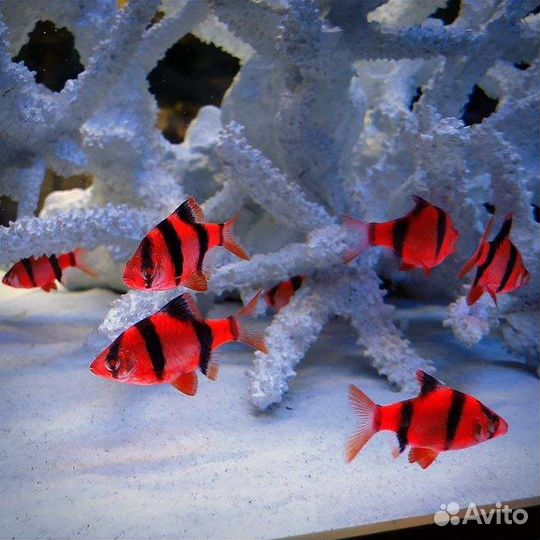 Аквариумные рыбки