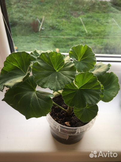 Пеларгония герань сортовая