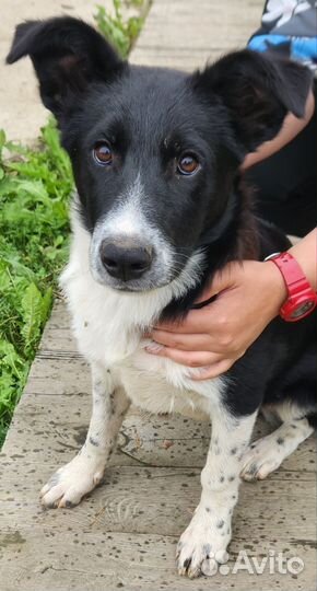 Пристройство собак