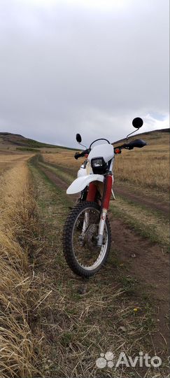 Suzuki DR250