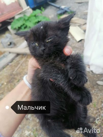 Котята в добрые руки