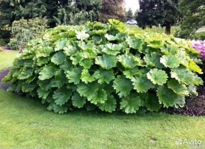 Дармера и роджерсия