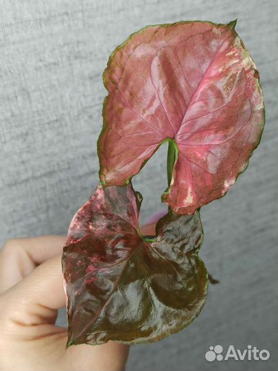 Сингониум Клубничный лед Galaxy