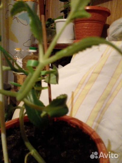 Каланхоэ лечебное