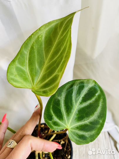 Диффенбахия дрифтинг,алоказия кукулата белая вар