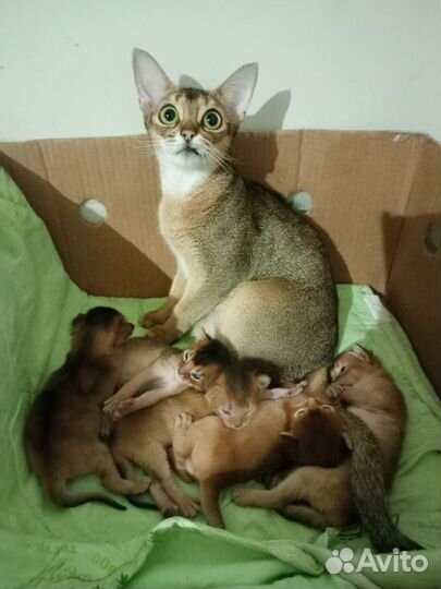 Абиссинская