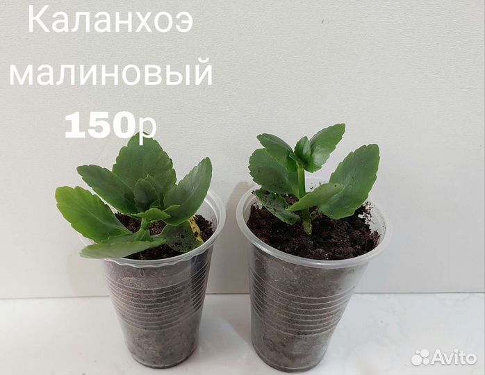 Комнатные цветы