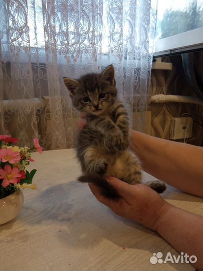 Котята мейн-кун в добрые руки