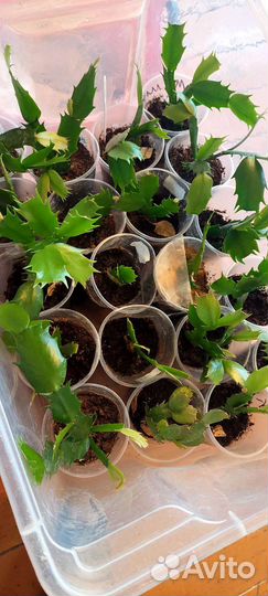 Шлюмбергера декабрист