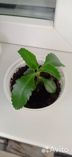 Калонхое лечебный