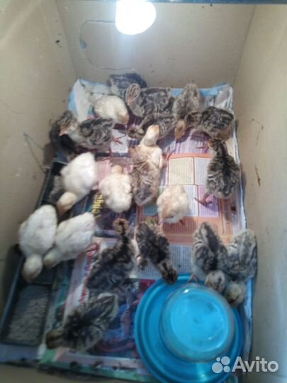 Яйцо на инкубацию индюшиное