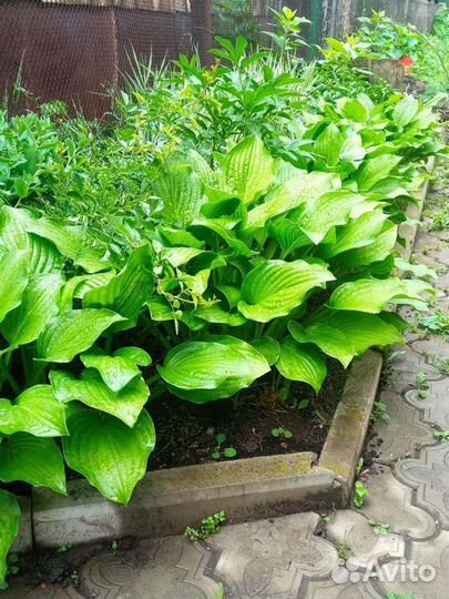 Саженцы хосты