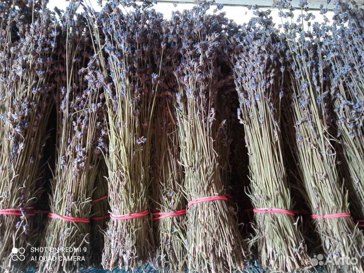 Лаванда пучки