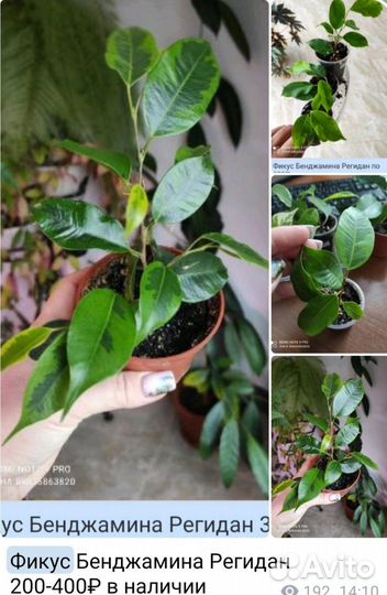 Фикус Мелани комнатные цветы
