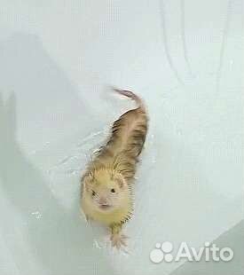 Хорек