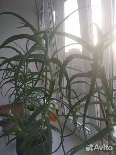 Алоэ лечебное древовидное