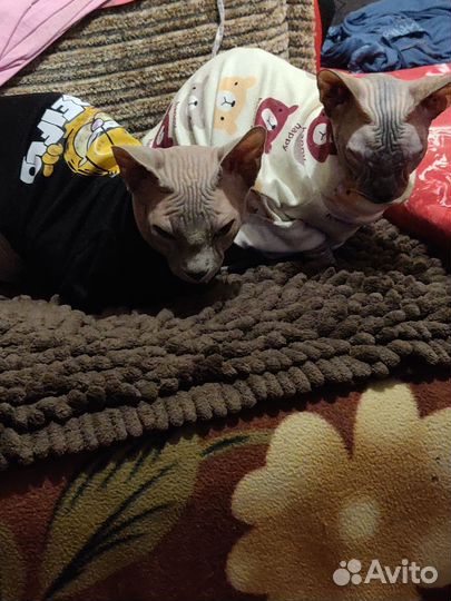 Канадский сфинкс