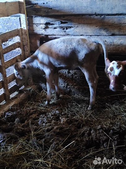 Корова с телятами