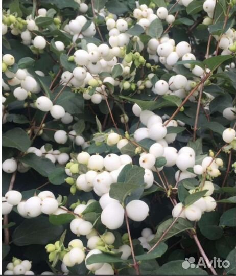 Снежноягодник