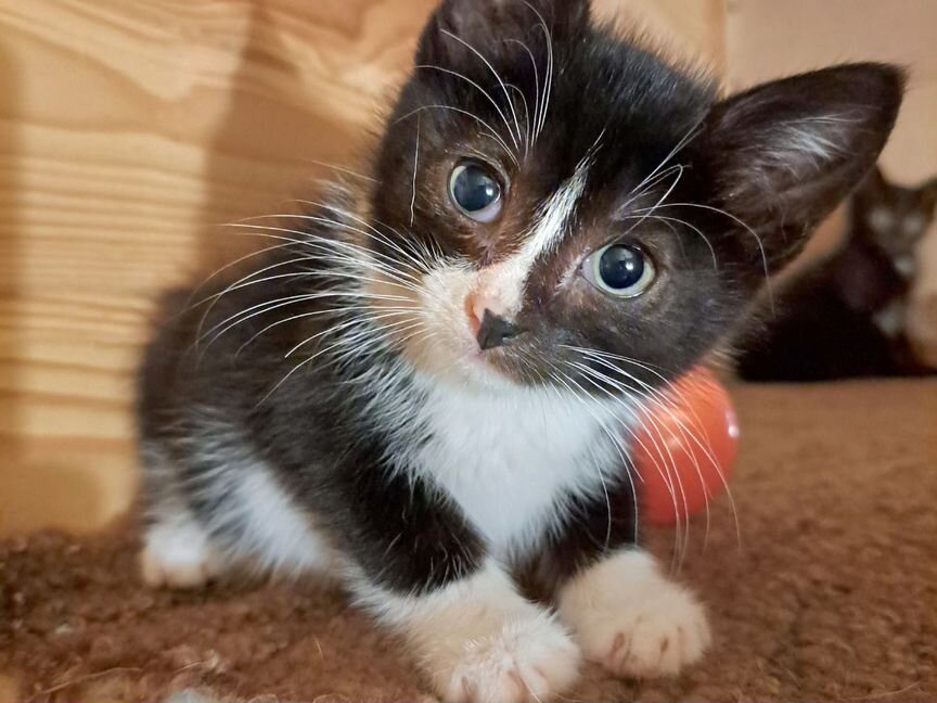 Чудесный котенок мальчик 2 мес бесплатно