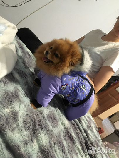 Комбинезон для шпица