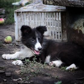 Щенок бордер колли с документами РКФ