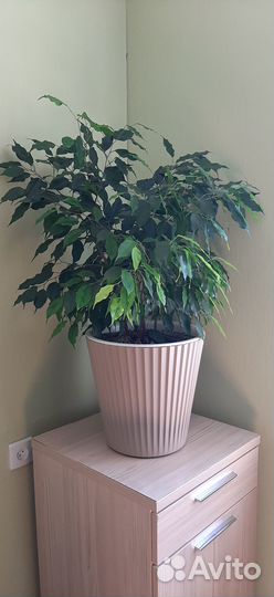 Фикус бенджамина