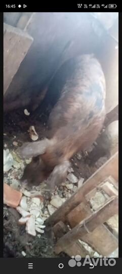 Поросенок Дюрок с Ландрастом помесь