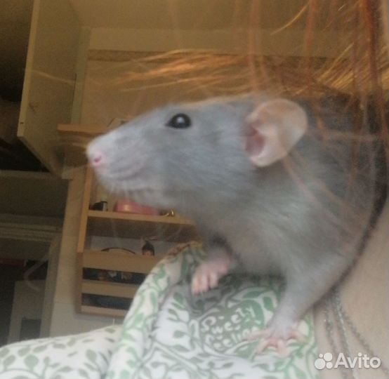 Крыса дамбо