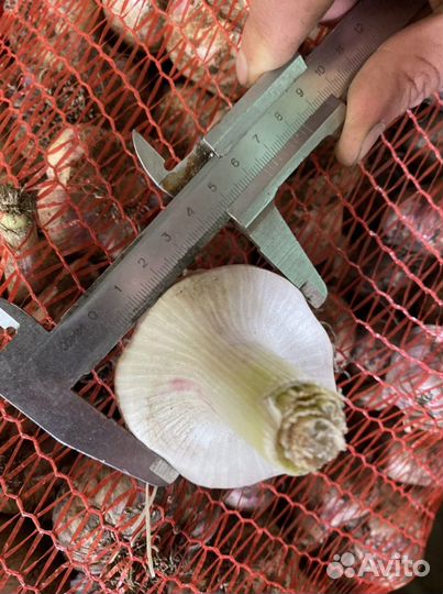 Семенной чеснок Любаша