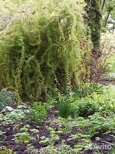 Ива декоративная