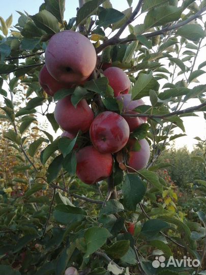 Саженцы яблони с комом крупномеры